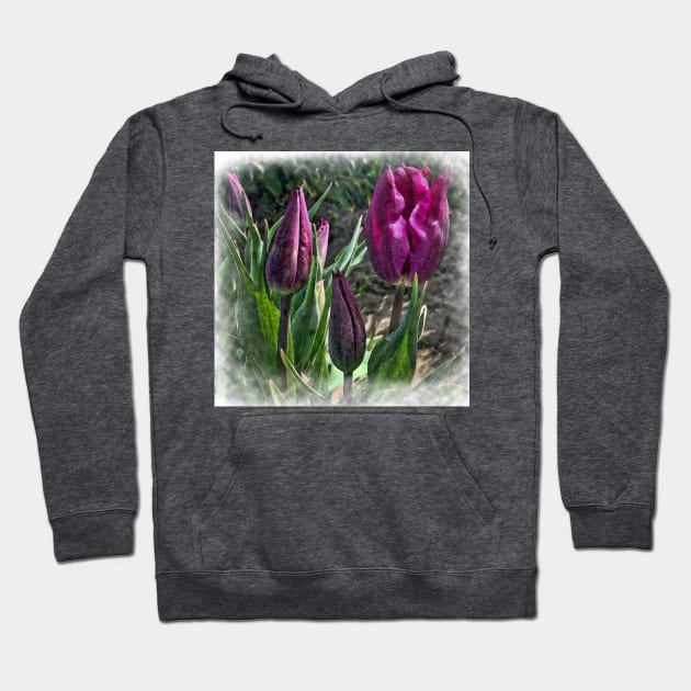 Dark Purple Tulips Opening Hoodie by KirtTisdale